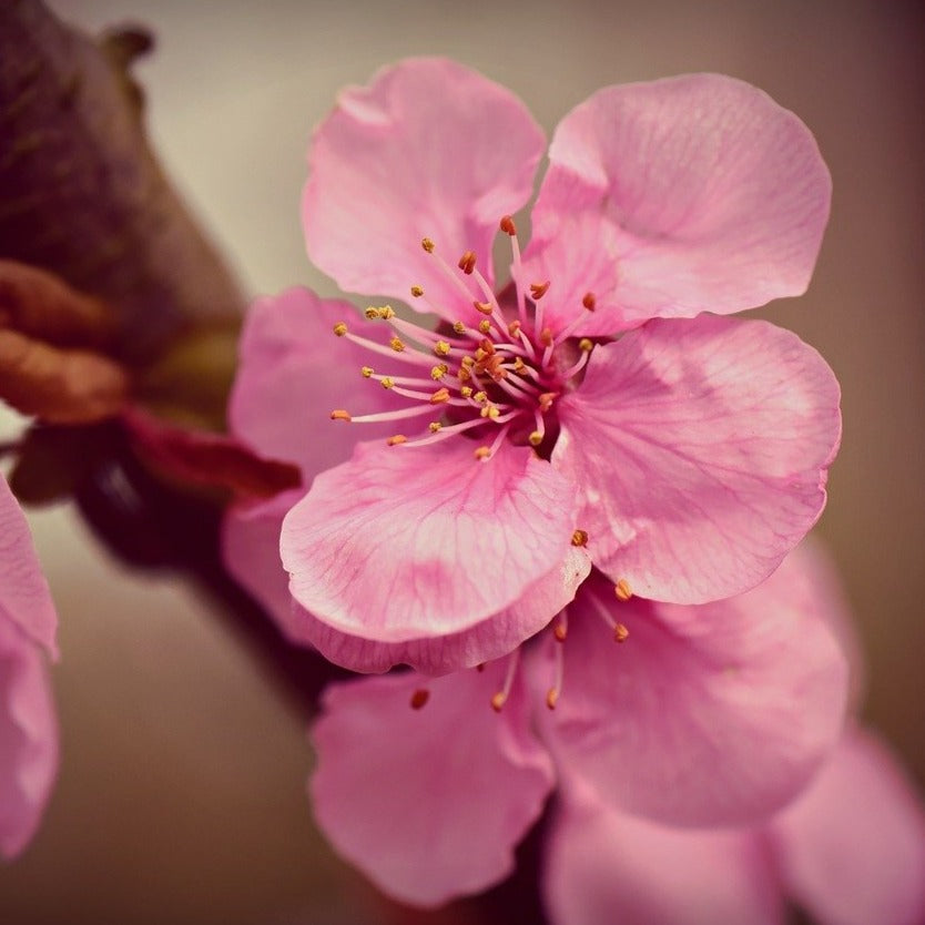 Lilac Blossom Fragrance Oil