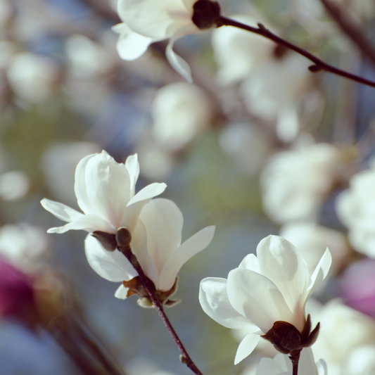 Magnolia Blanc Fragrance Oil