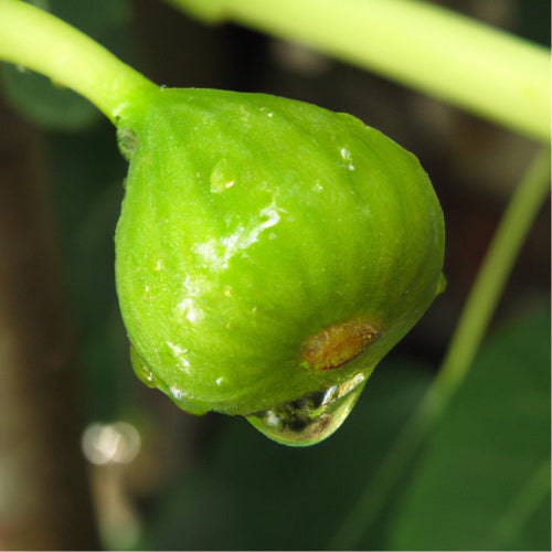 L'olio di fragranza Vert