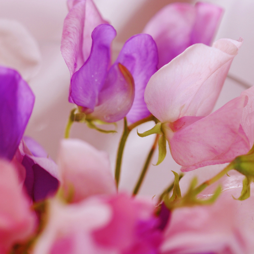 Sweet Pea Fragrance Oil